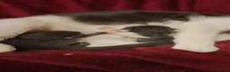 Mixed Breed cats for sale: 2 Gorgeous Grey Friendly Kittens Ready Now - Advert 9