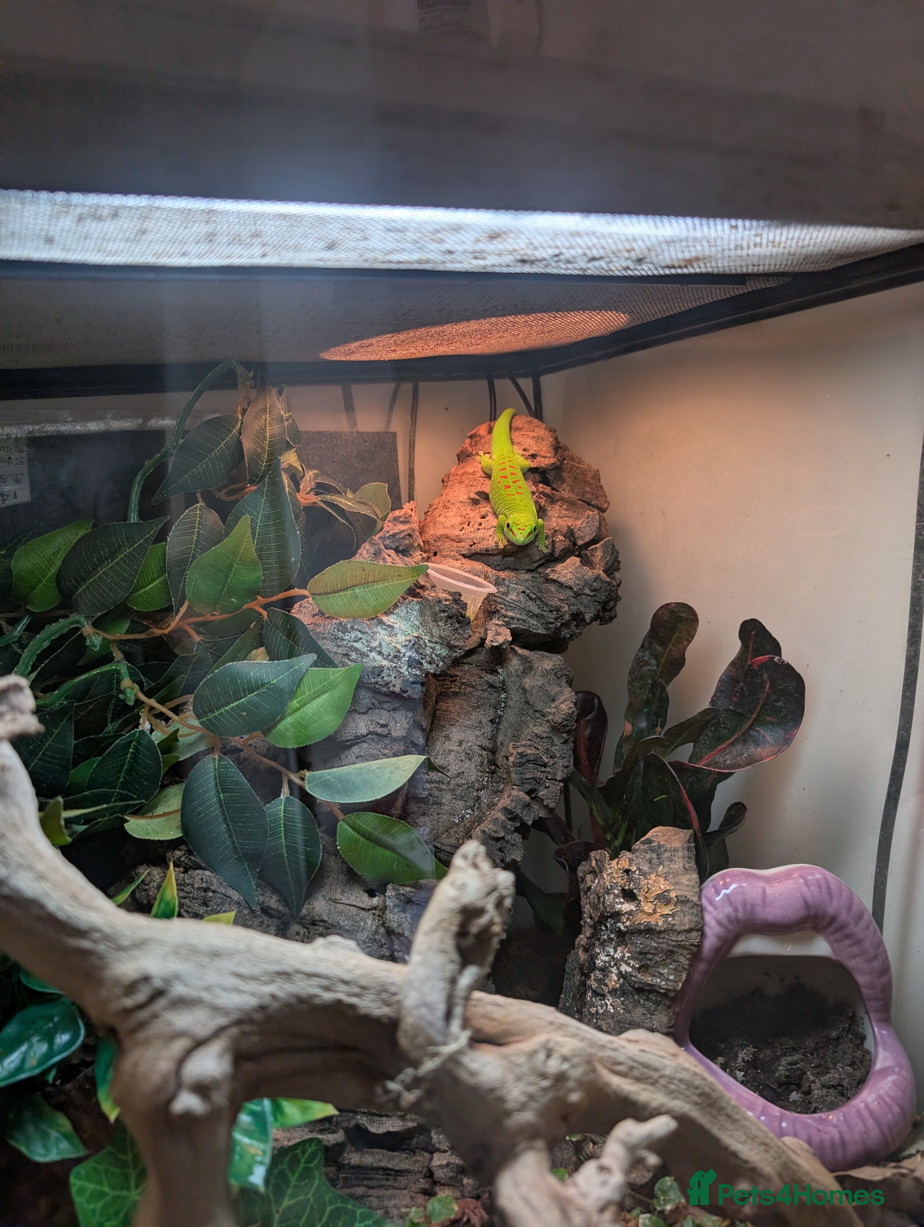 Gecko reptiles Madagascan Day Gecko  - Advert 2