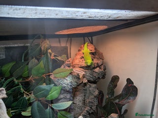 Gecko reptiles Madagascan Day Gecko - Advert 1