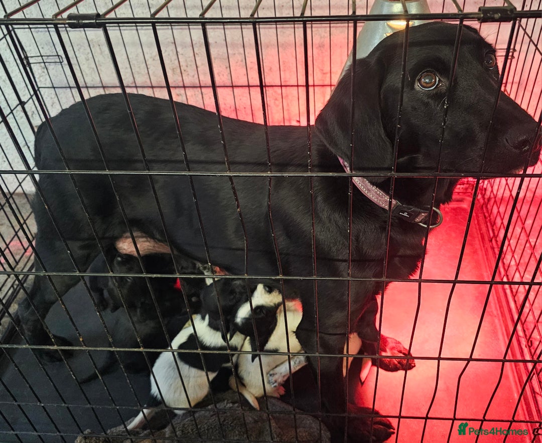 Mixed Breed dogs for sale: Labrador x Pointer Puppies - Advert 2