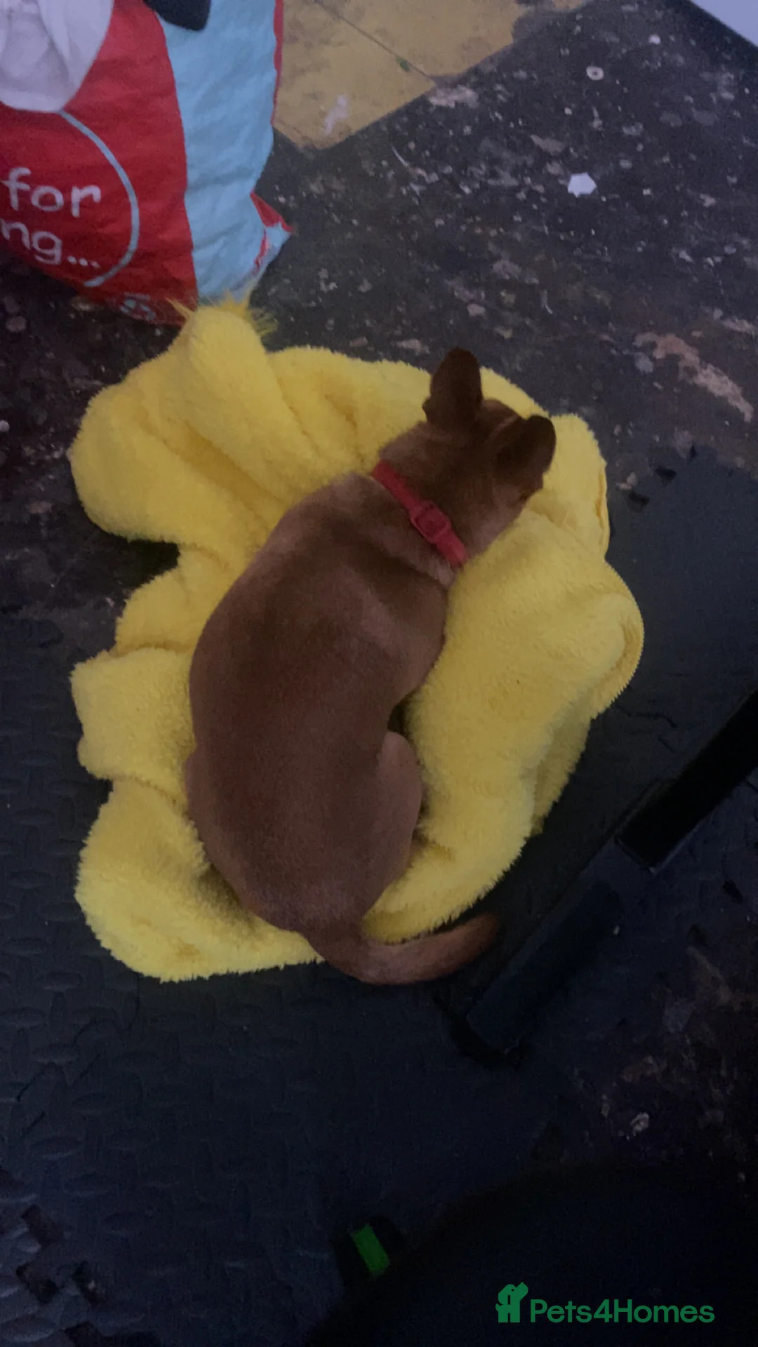 Jack Chi dogs for sale: Opie  - Advert 1