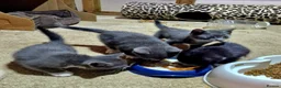 Mixed Breed cats for sale: Kittens, grey and white, black in Chelmsford - Advert 7