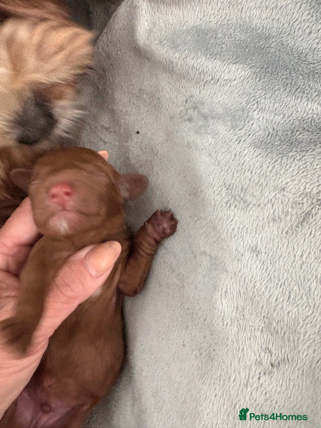 Cavapoo dogs for sale: Cavapoo F1b fully health tested  - Image 23