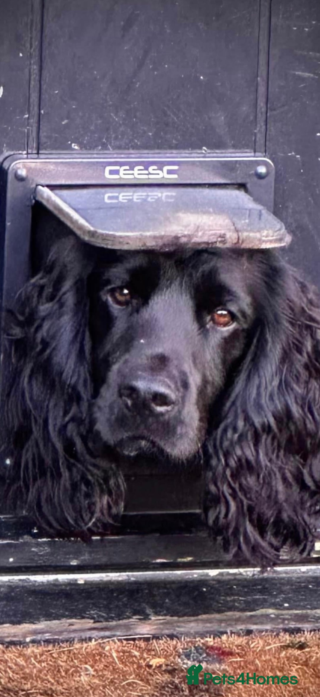 Cocker Spaniel dogs for sale: Cocker spaniel puppies - Advert 6