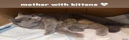 British Shorthair cats for sale: LAST ONE! GORGEOUS BRITISH SHORTHAIRS - Advert 6