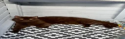 British Shorthair cats for sale: BSH and 1Longhair kittens - Advert 4
