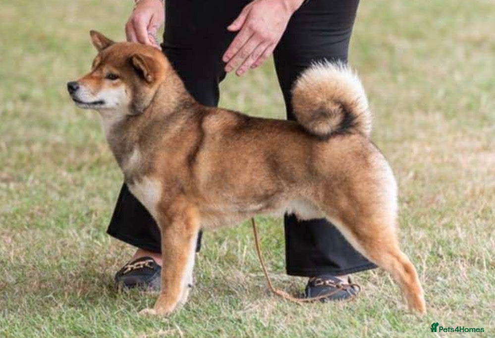 Japanese Shiba Inu dogs Japanese Shiba Inu waiting list  - Advert 1