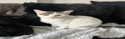 Domestic Shorthair cats for adoption: Lily & Tallulah - Adopt Cats in Crisis East Ldn - Advert 2