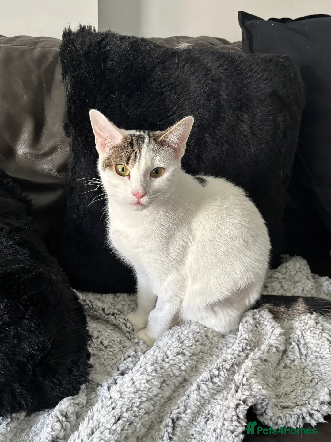 Domestic Shorthair cats for adoption: Lily & Tallulah - Adopt Cats in Crisis East Ldn - Advert 2