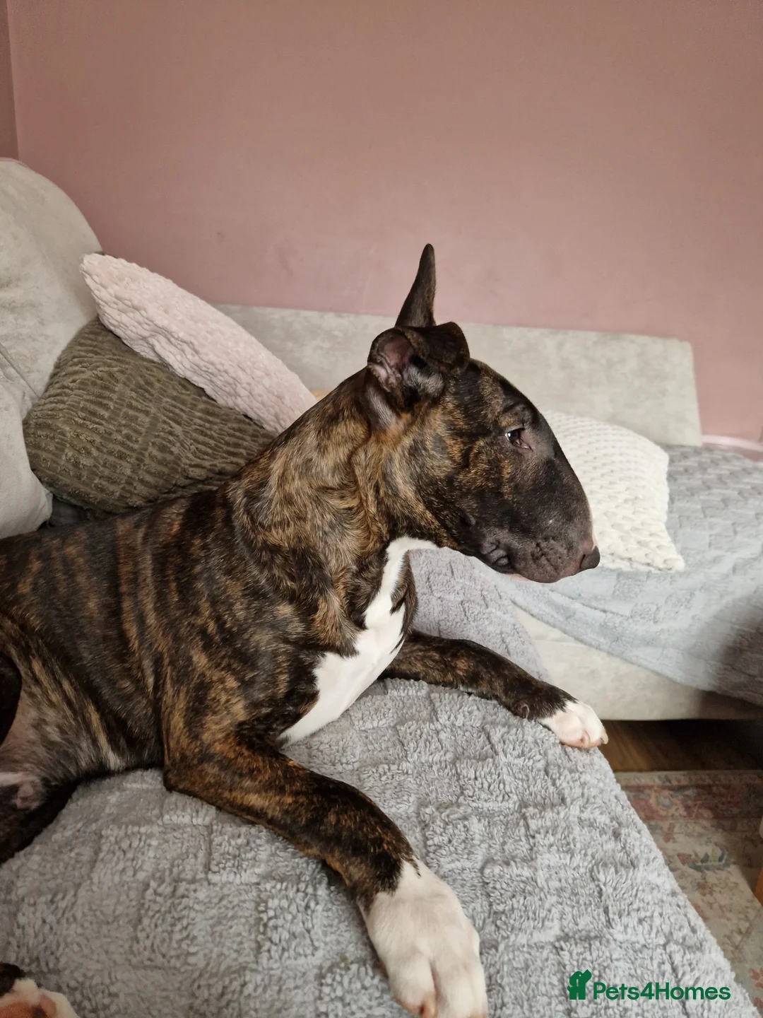 English Bull Terrier dogs for sale: Gorgeous george - Advert 3