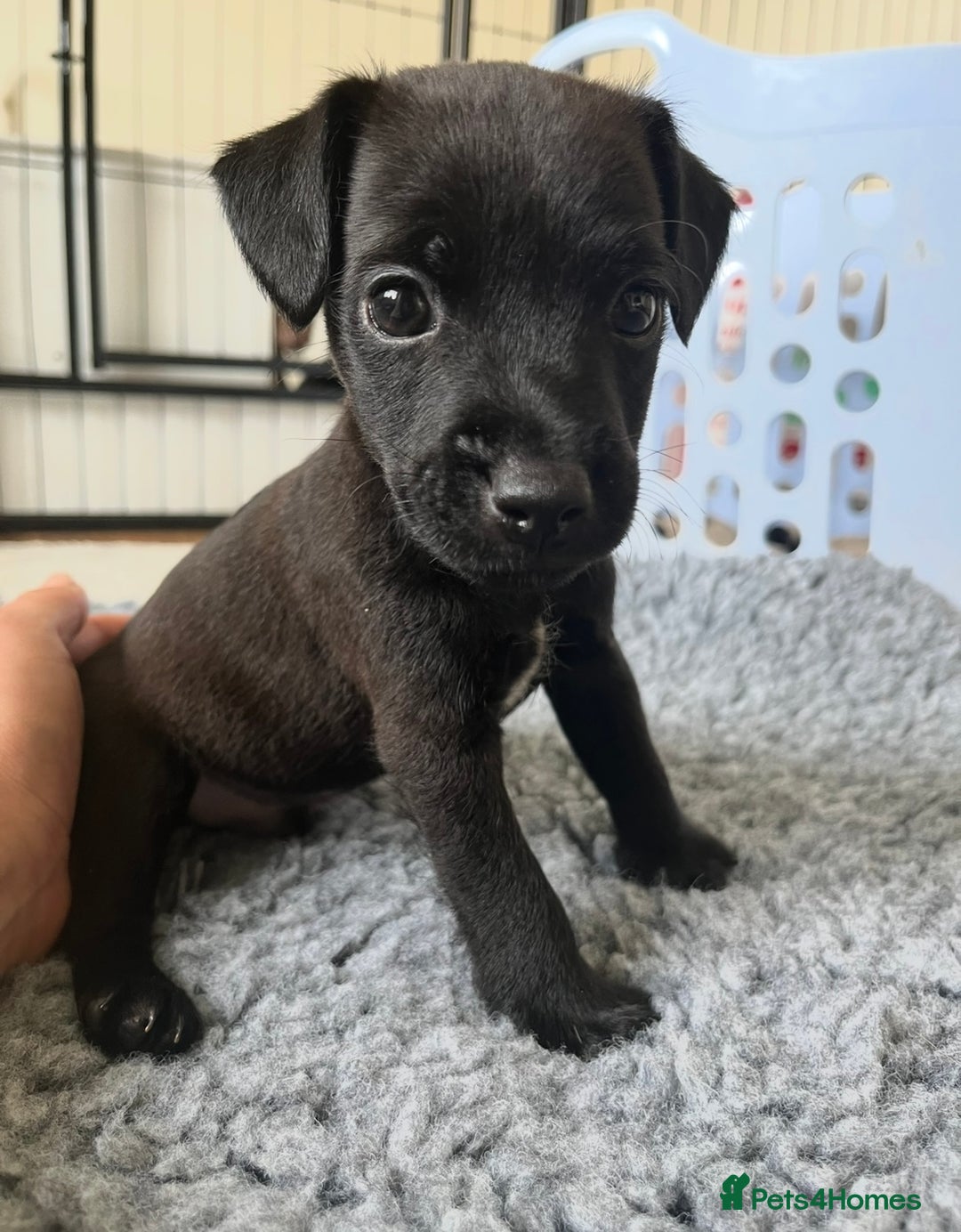 Patterdale Terrier dogs for sale: Patterdale Terrier Puppy - Image 4