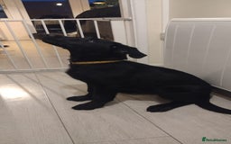 Mixed Breed dogs for sale: Loving lap pup full of snuggles  - Image 3