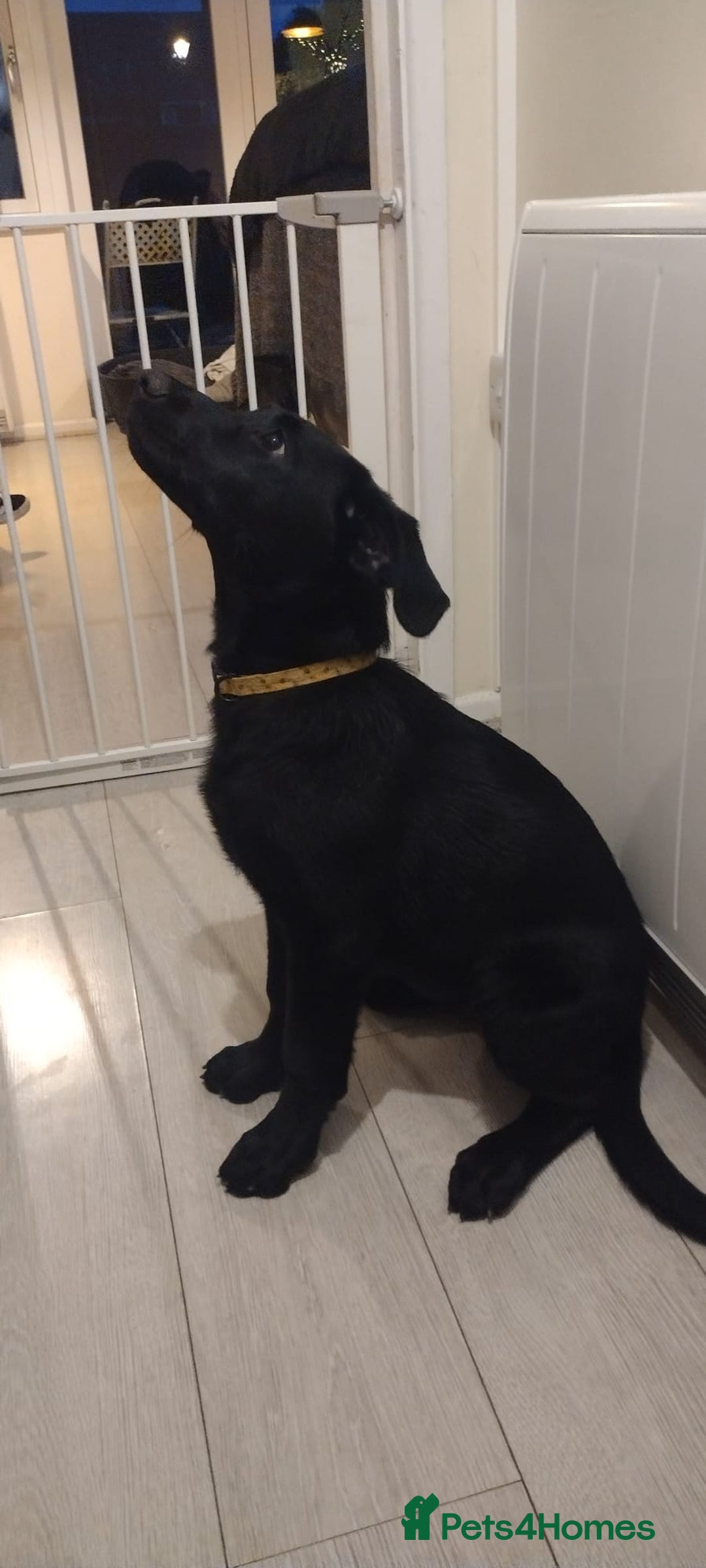 Mixed Breed dogs for sale: Loving lap pup full of snuggles  - Image 3