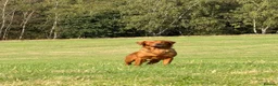 Golden Retriever dogs for stud: Kc registered dark red stud dog  - Advert 3