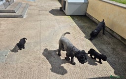 Kerry Blue Terrier dogs for sale: Kerry blue pups in Dungannon - Image 3