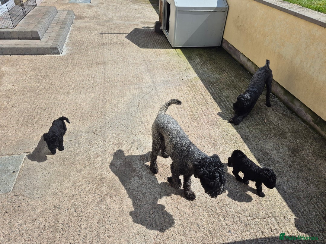 Kerry Blue Terrier dogs for sale: Kerry blue pups in Dungannon - Image 3