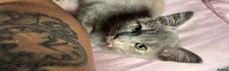 Mixed Breed cats for sale: One female kitten left :)  in Abingdon - Advert 6