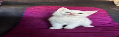 American Shorthair 3