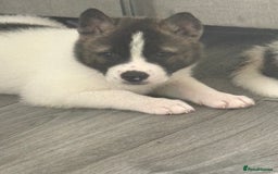 Akita dogs for sale: Akita pups Ready to leave 1st August  in Runcorn - Image 1