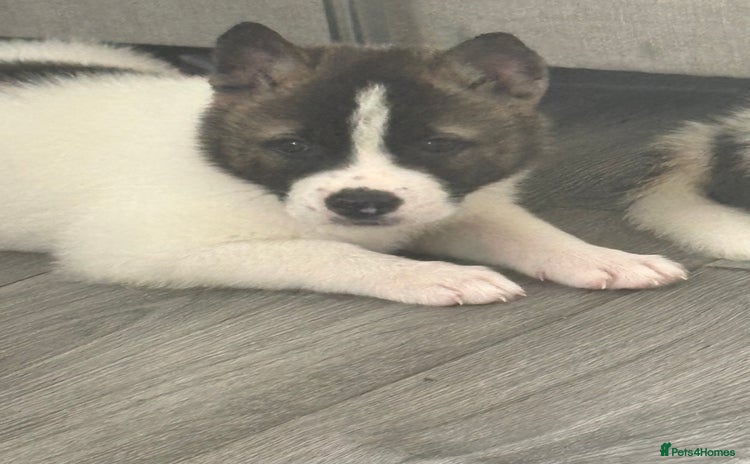 Akita dogs in Runcorn - Advert 1