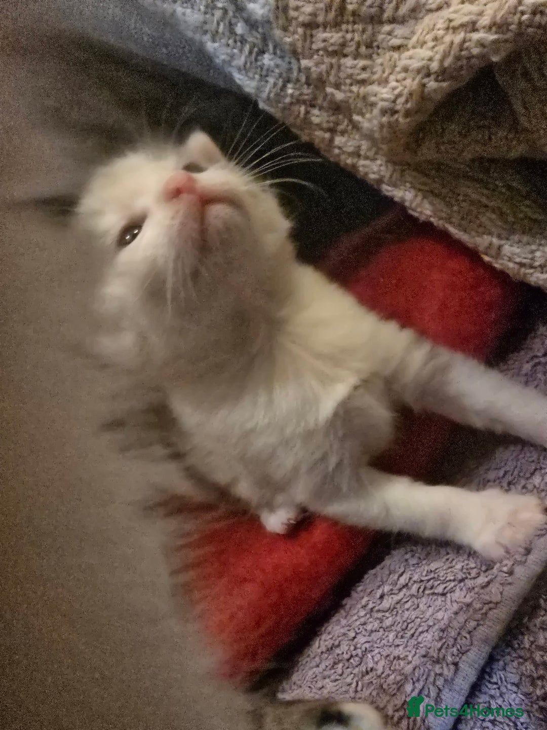 Mixed Breed cats for sale: 3 beautiful kittens, and her mum ❤️  - Advert 3