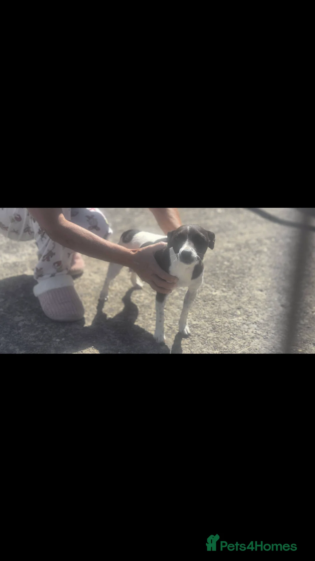 Mixed Breed dogs for sale: 2 beautiful girls  - Advert 2