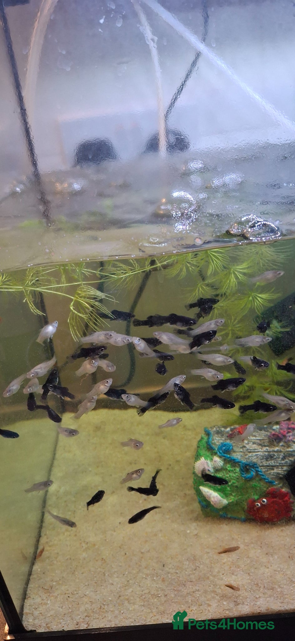 Mollies fish Mollie tropical fish. Black / dalmatian/  silver  - Advert 13