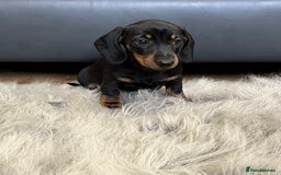 Dachshund dogs for sale: Miniature smooth haired Dachshund puppies  - Image 11