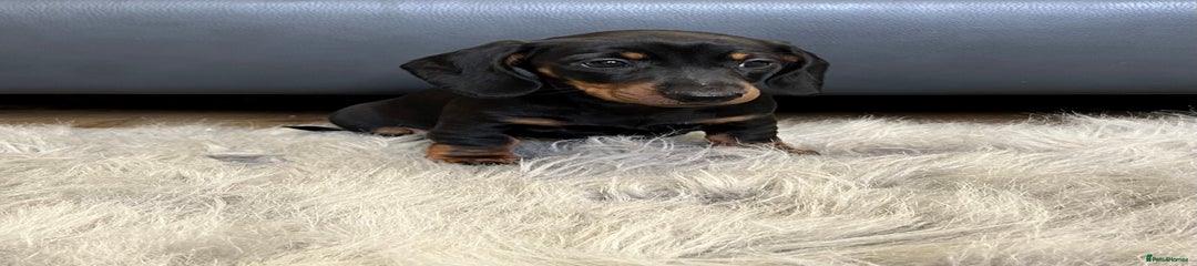 Dachshund Puppy 4