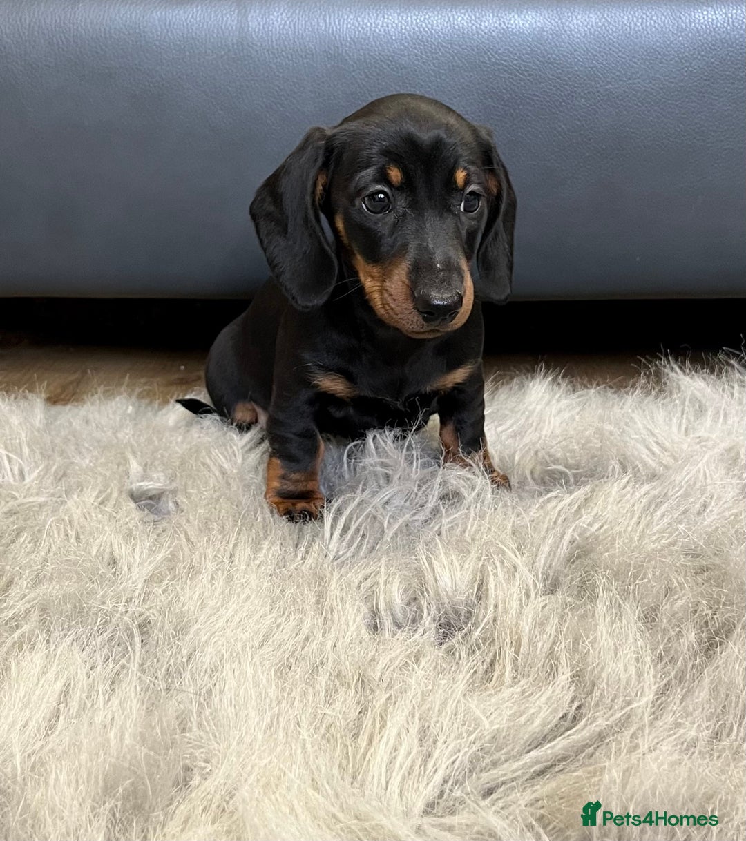 Dachshund dogs for sale: Miniature smooth haired Dachshund puppies  - Image 11