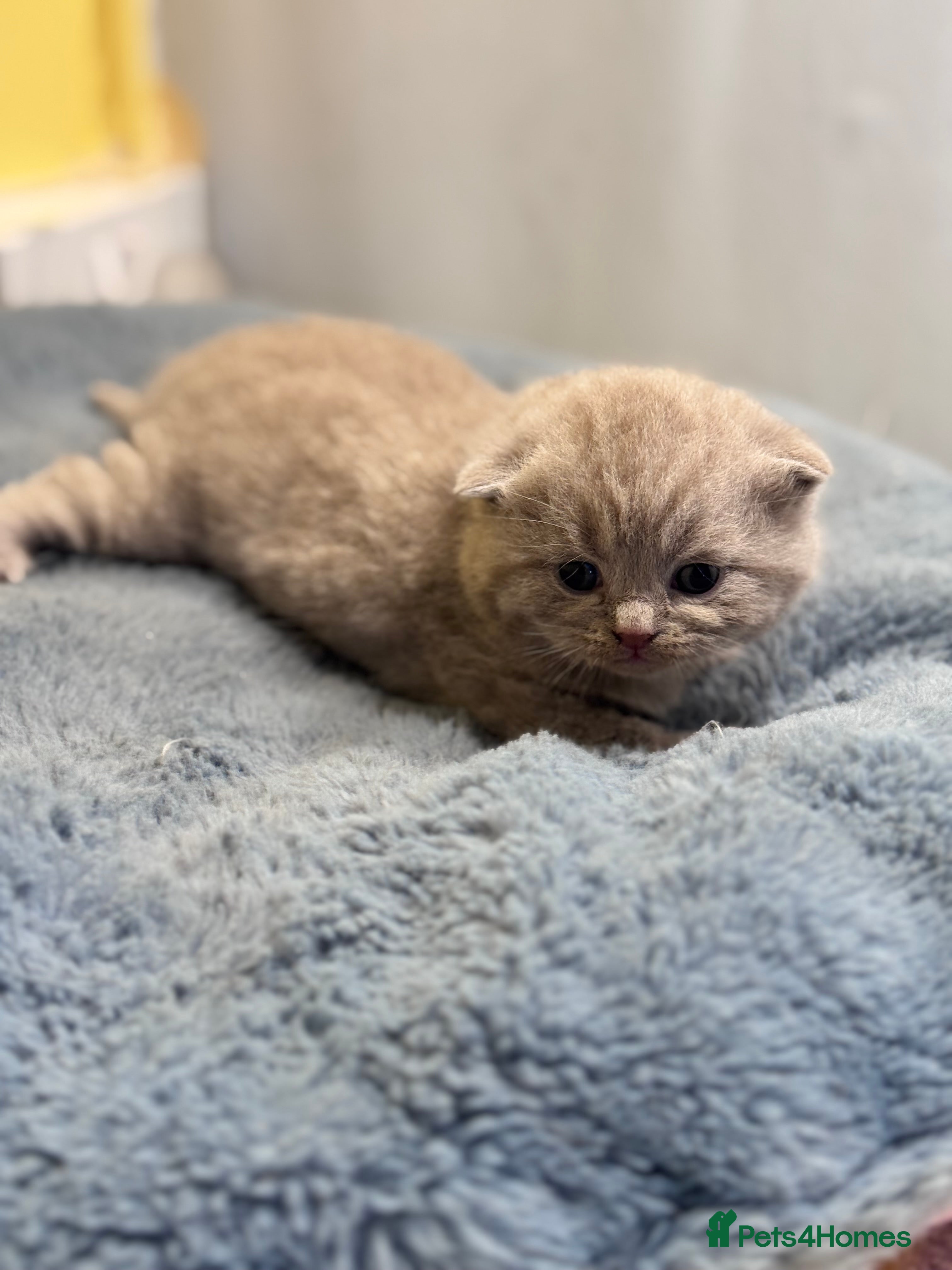British Shorthair cats Pedigree BSH kittens, GCCF reg  - Advert 7