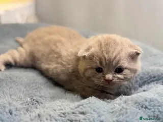 British Shorthair cats Pedigree BSH kittens, GCCF reg - Advert 7