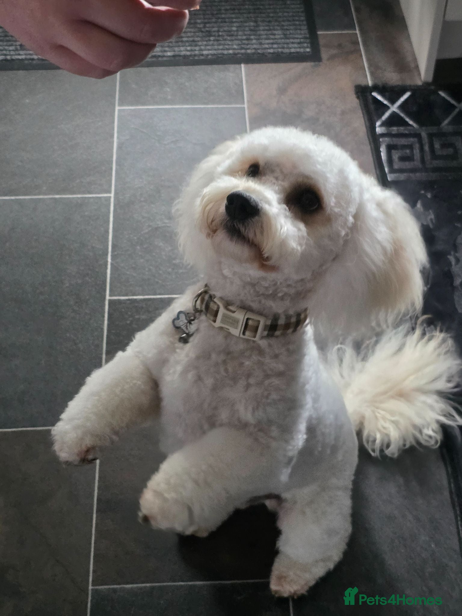 Cavachon dogs Mr Alvin - Advert 1
