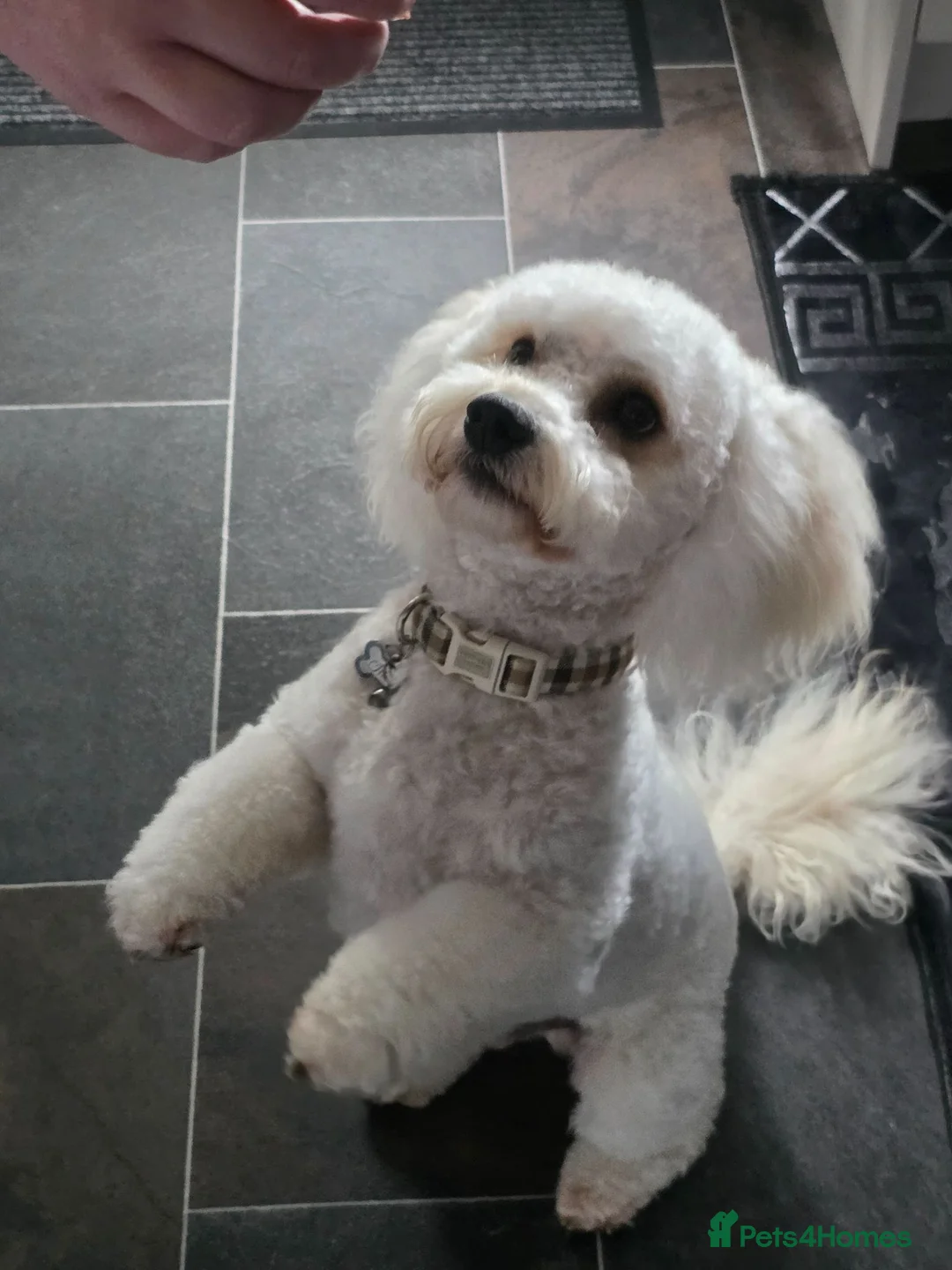 Cavachon dogs for stud: Mr Alvin in Kilmarnock - Advert 1