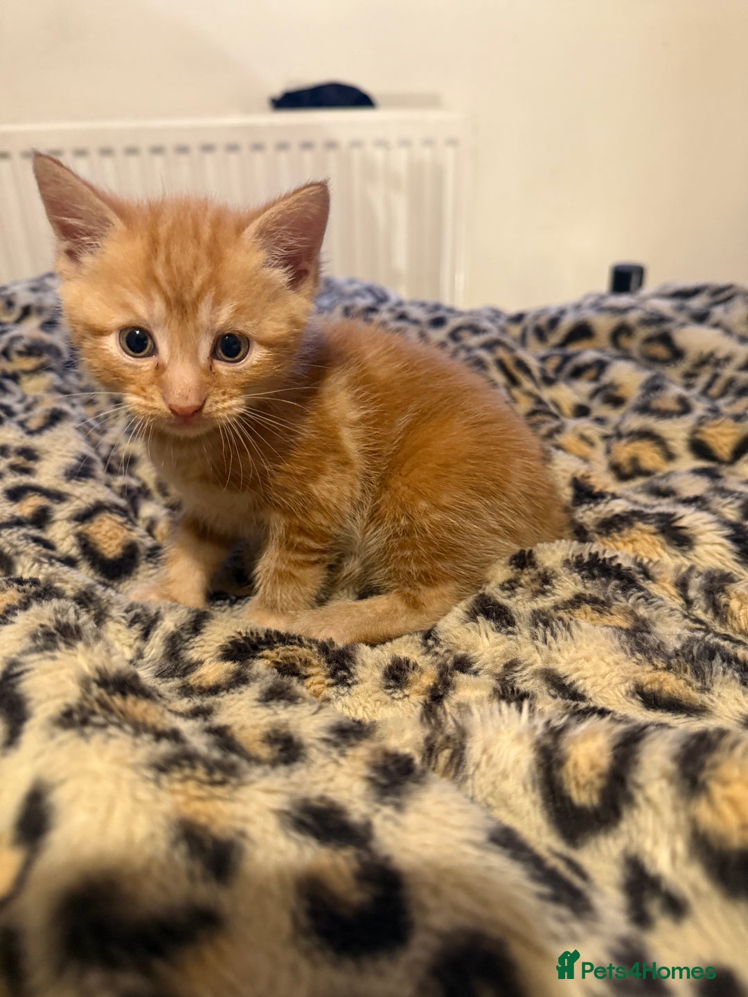 Mixed Breed cats for sale: Stunning kittens ready for new homes  - Advert 5