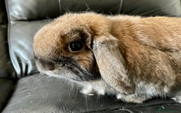 Mini Lop rabbits for sale: Bonded Pair of Mini Lop Rabbits - Image 2