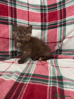 British Shorthair cats Gccf Champion Sired British Shorthair Kittens - Advert 5