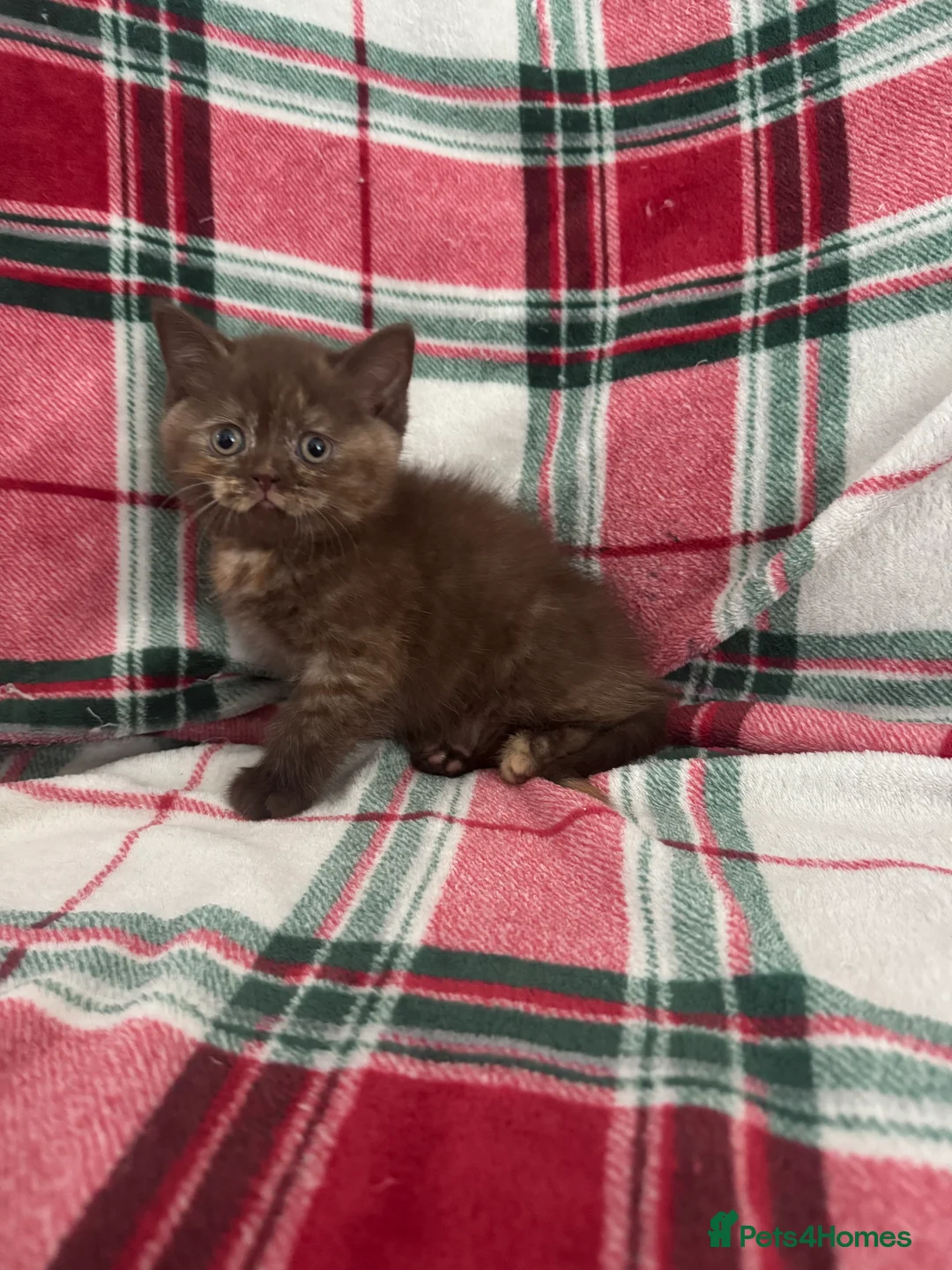 British Shorthair cats for sale: Gccf British Shorthair kitten READY NOW - Advert 11