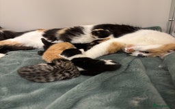 Mixed Breed cats for sale: 5 beautiful kittens - Image 1