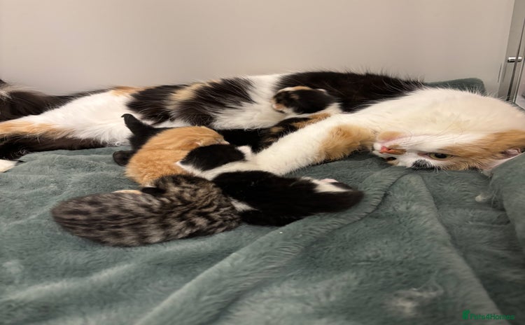 Mixed Breed cats - Advert 12