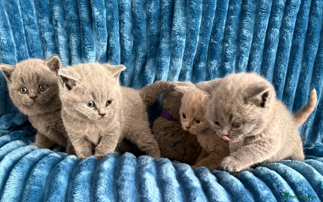 British Shorthair cats for sale: british shorthair kittens  - Advert 23