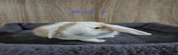 Mini Lop rabbits for sale: Pure Mini lop babies 8 weeks old  - Advert 5
