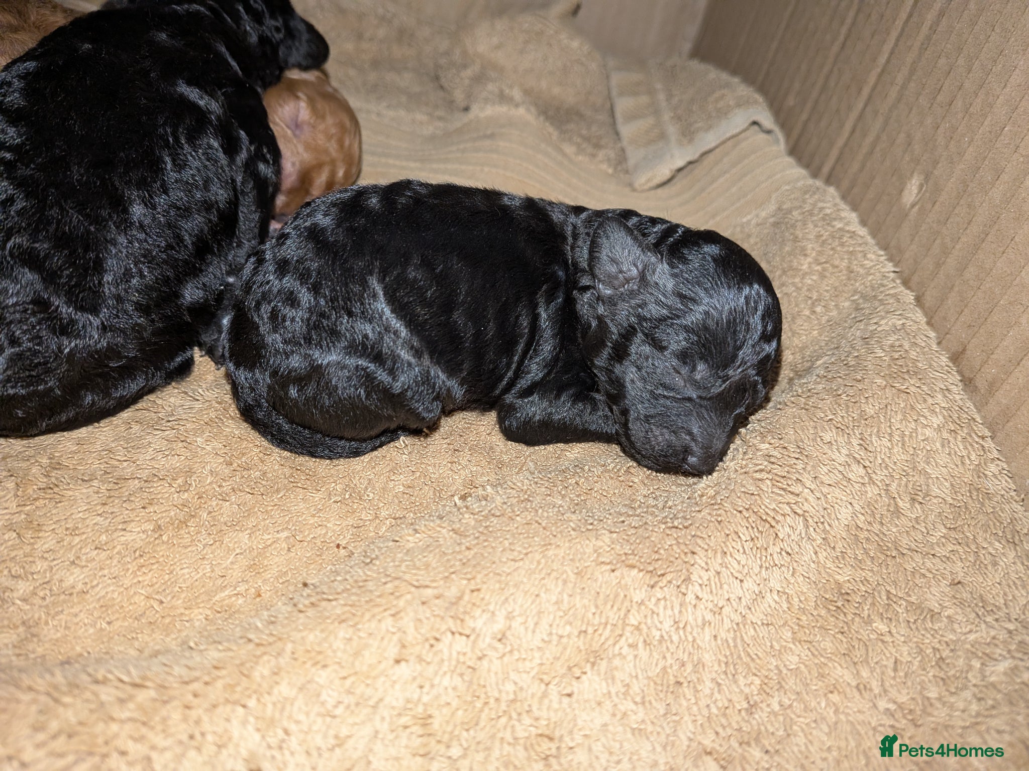 Cockapoo dogs for sale: Toy Cockapoo Puppies for Sale - Advert 4