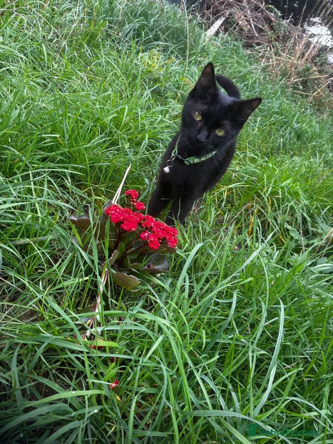 Bombay cats for sale: Two Gorgeous Girls - Advert 5