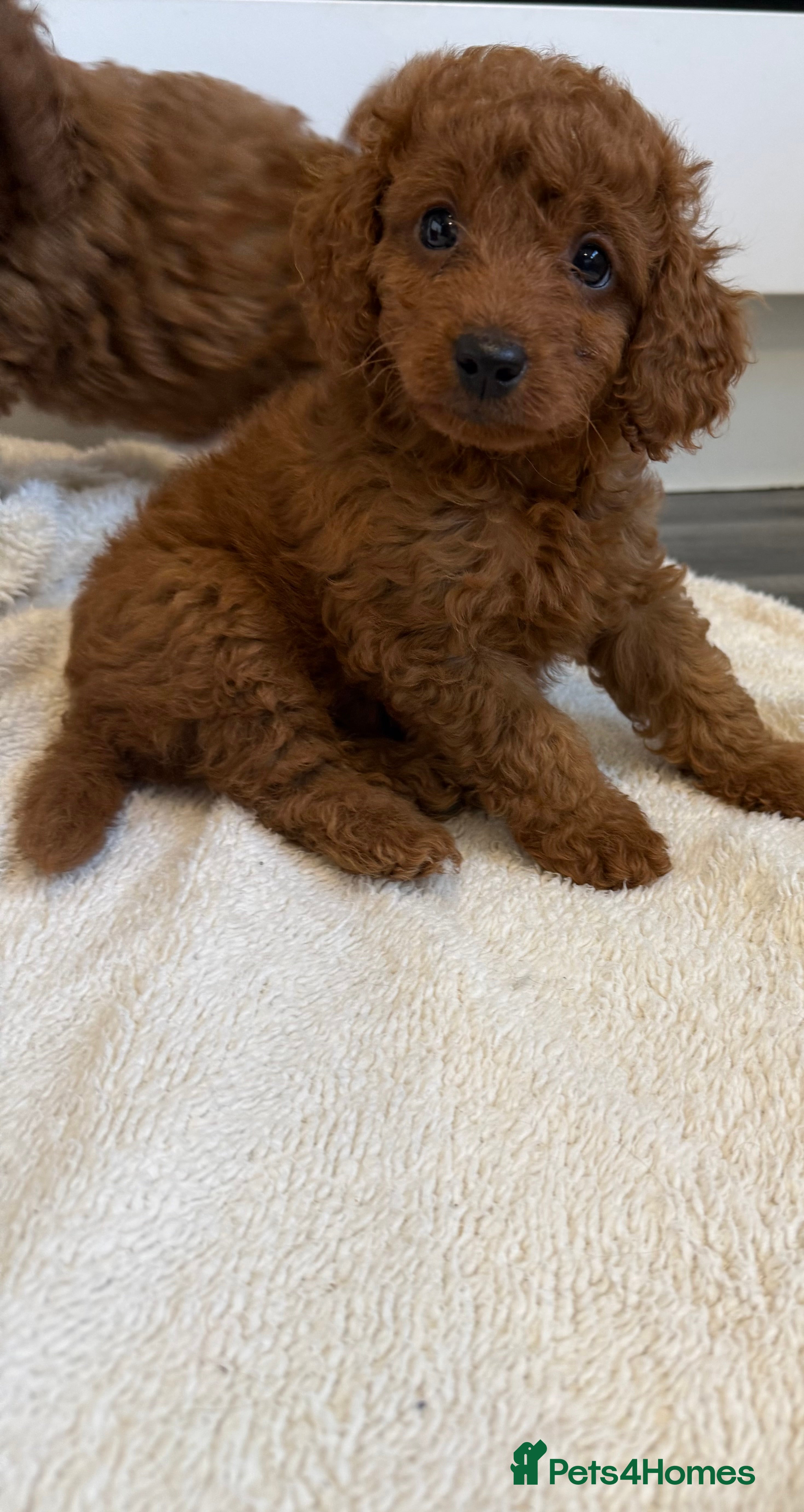 Cavapoo dogs Health tested Cavapoo puppies available  - Advert 2