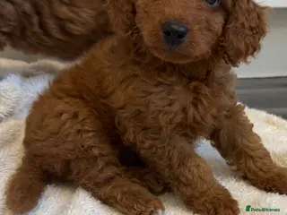 Cavapoo dogs Health tested Cavapoo puppies available - Advert 2