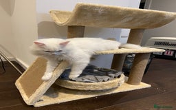Mixed Breed cats for adoption: BLANCO - AMAZINGLY HANDSOME KITTEN NEUTERED VACCIN - Image 9