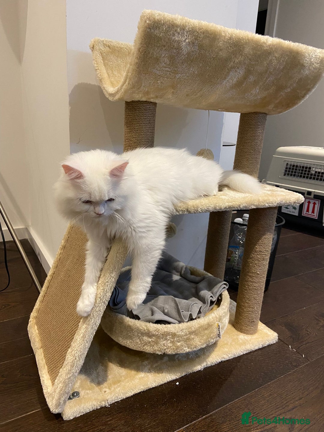 Mixed Breed cats for adoption: BLANCO - AMAZINGLY HANDSOME KITTEN NEUTERED VACCIN - Image 9