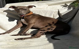 Italian Greyhound dogs for sale: KC Reg. Stunning Italian Greyhound Pups. - Image 5