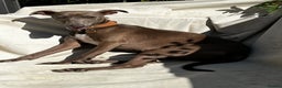 Italian Greyhound dogs for sale: KC Reg. Stunning Female Italian Greyhound Pup. - Advert 5